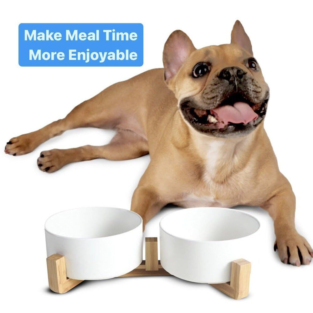 Pawsome small-pet bowls designed for kittens, puppies, and tiny breeds.