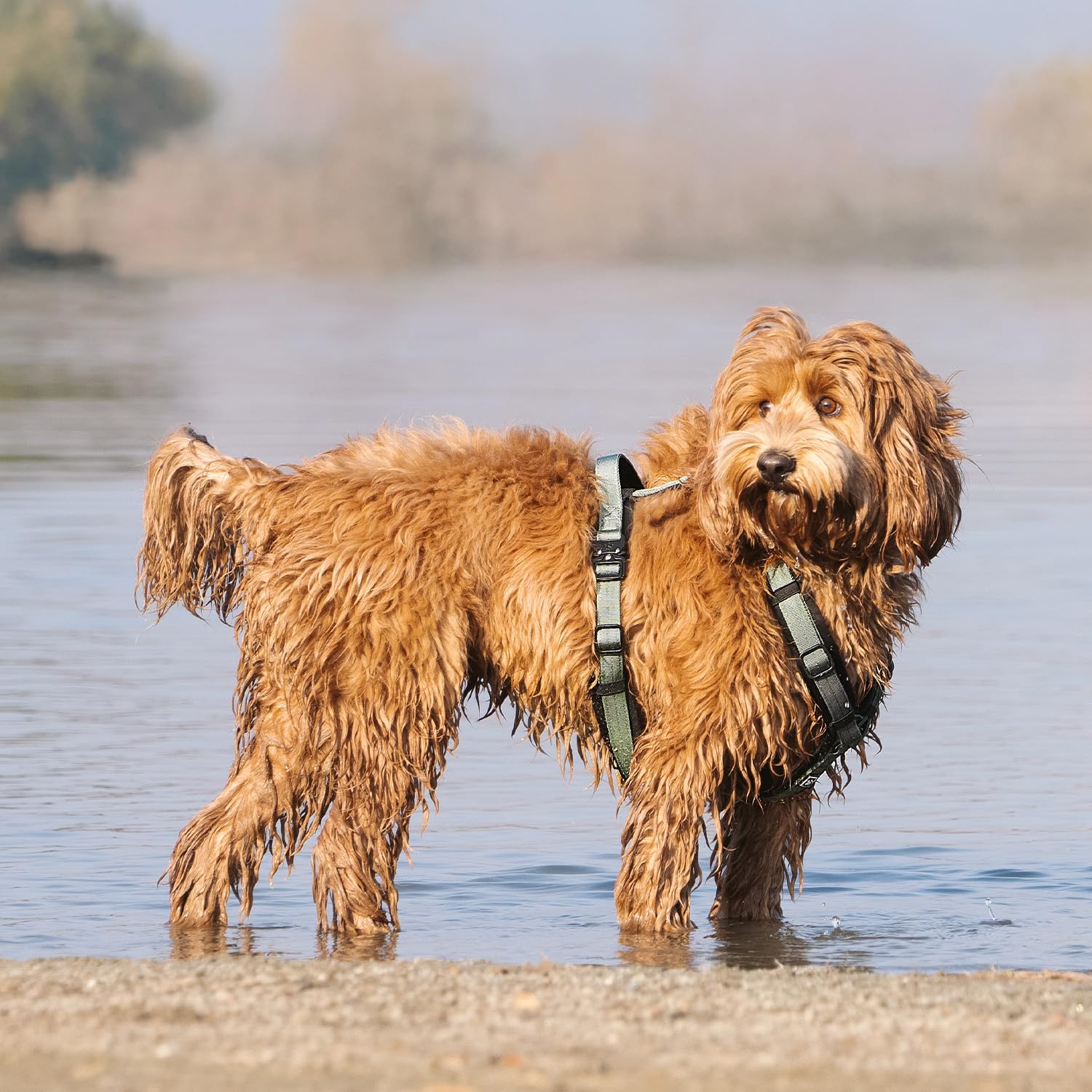 PAWS PASSION PawsPassion Seabreeze XL padded handle enables quick control in tricky moments.
