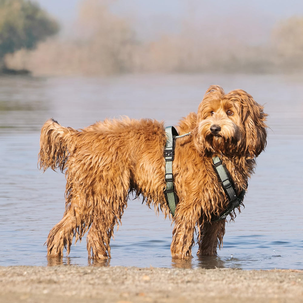 PAWS PASSION PawsPassion Seabreeze XL padded handle enables quick control in tricky moments.