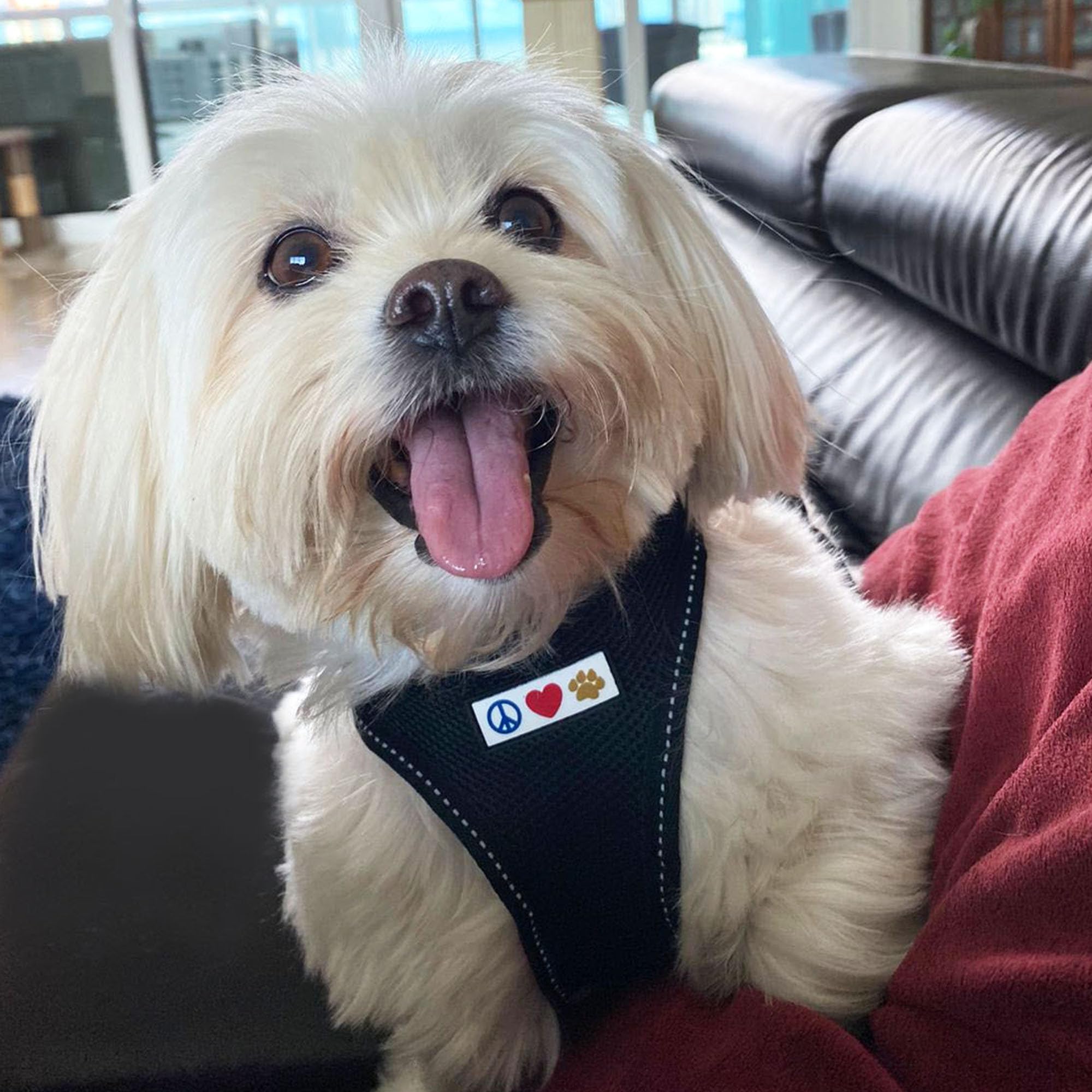 Pawtitas all-weather usage harness suitable for outdoor wear
