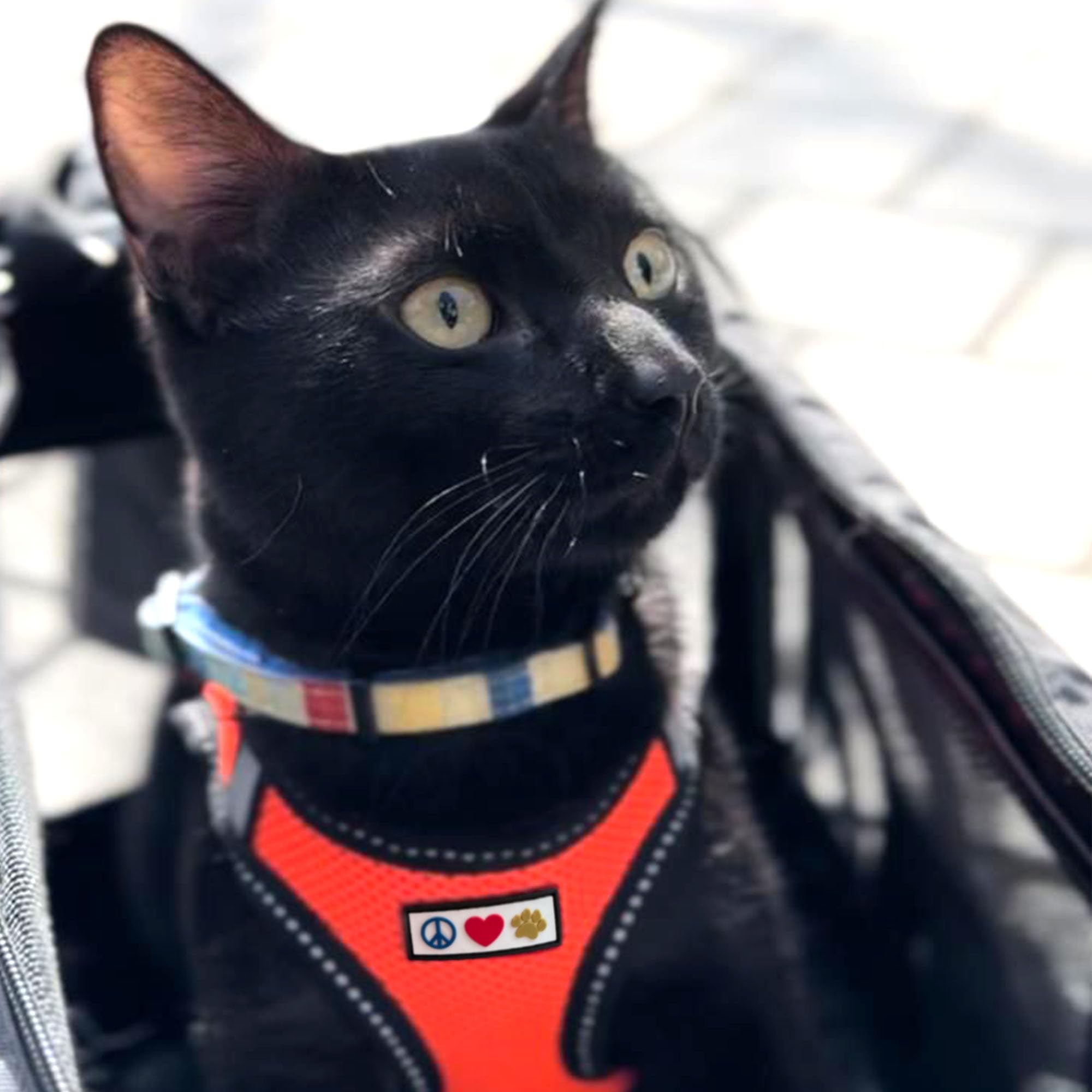 Pawtitas D-ring leash attachment shows durable leash connection