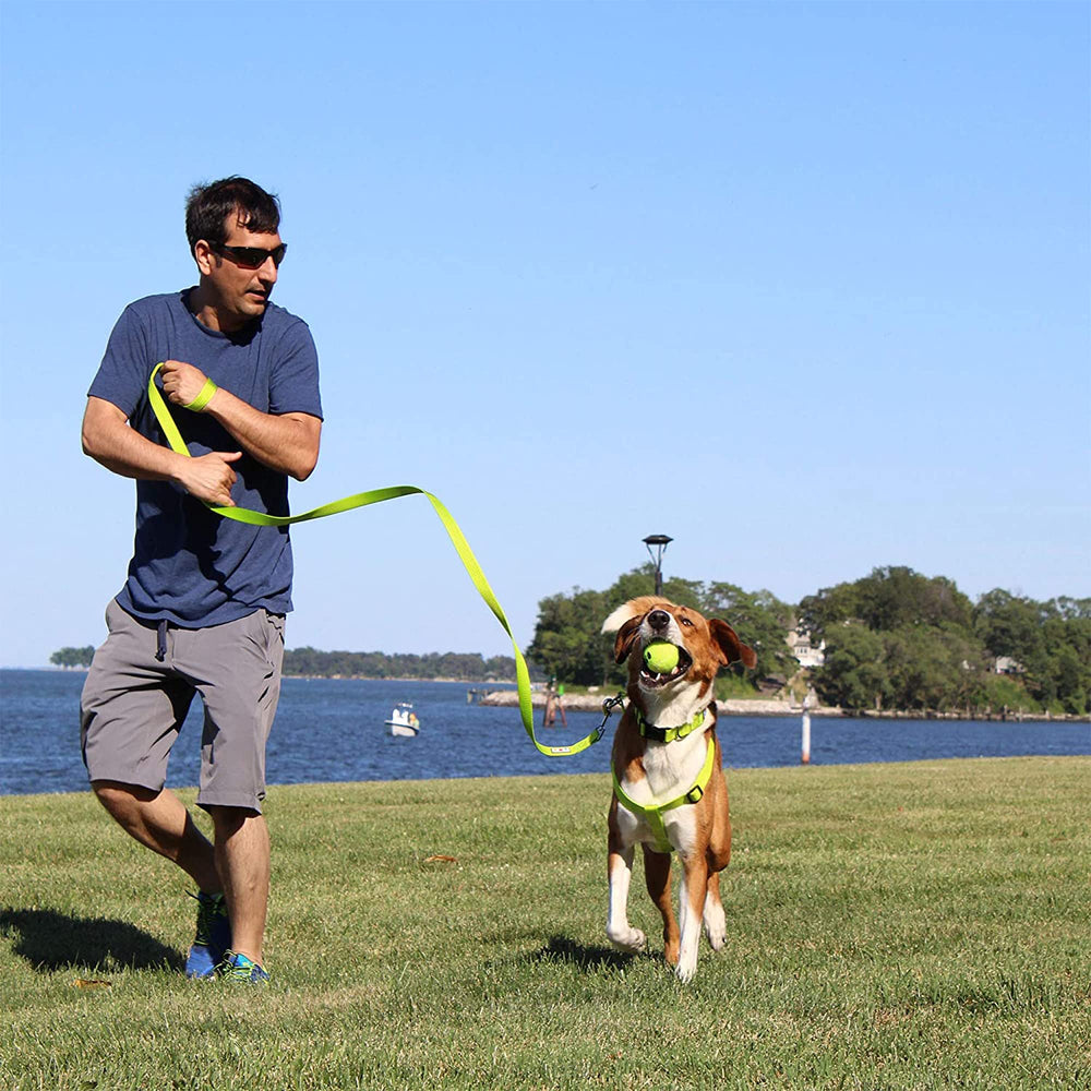 Pawtitas leash ideal for city walks and training.