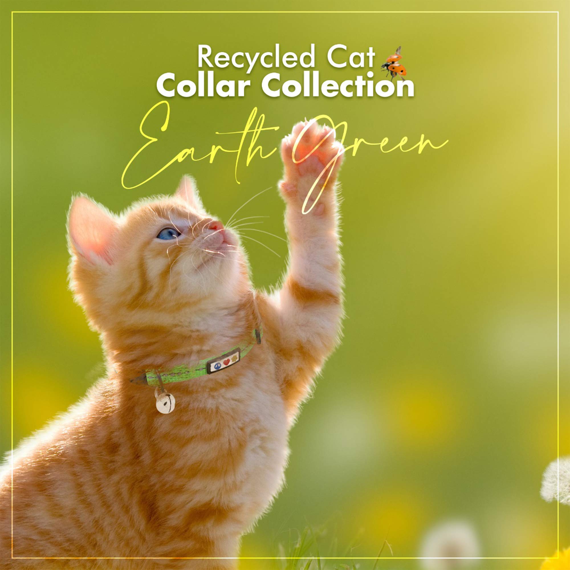 Pawtitas Recycled Green Reflective Cat Collar on cat demonstrates everyday versatility.