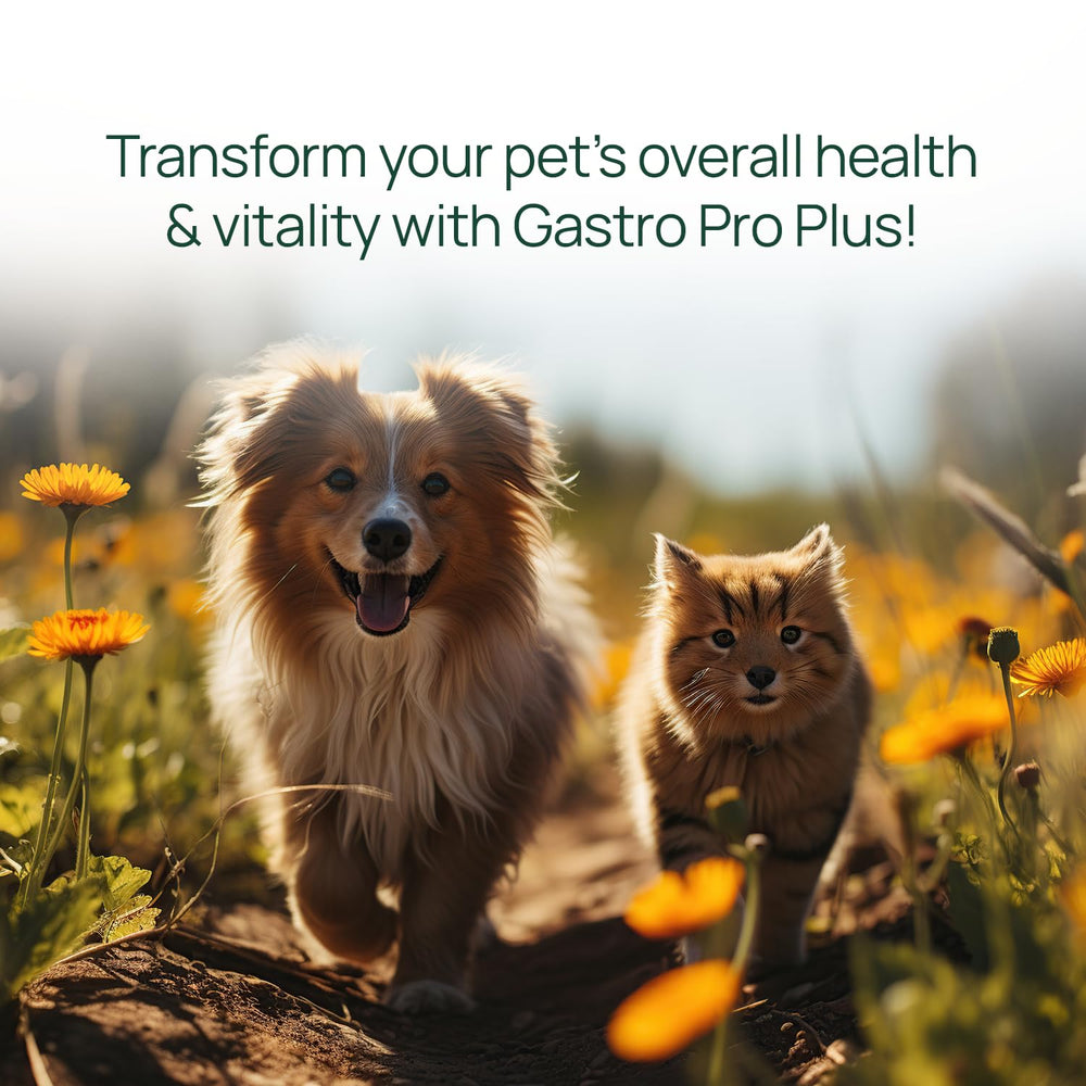 pawTree Gastro Pro Plus happy dog enjoying a meal indicating digestive comfort.