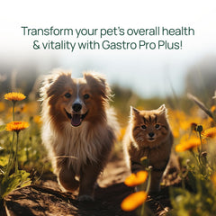pawTree Gastro Pro Plus happy dog enjoying a meal indicating digestive comfort.