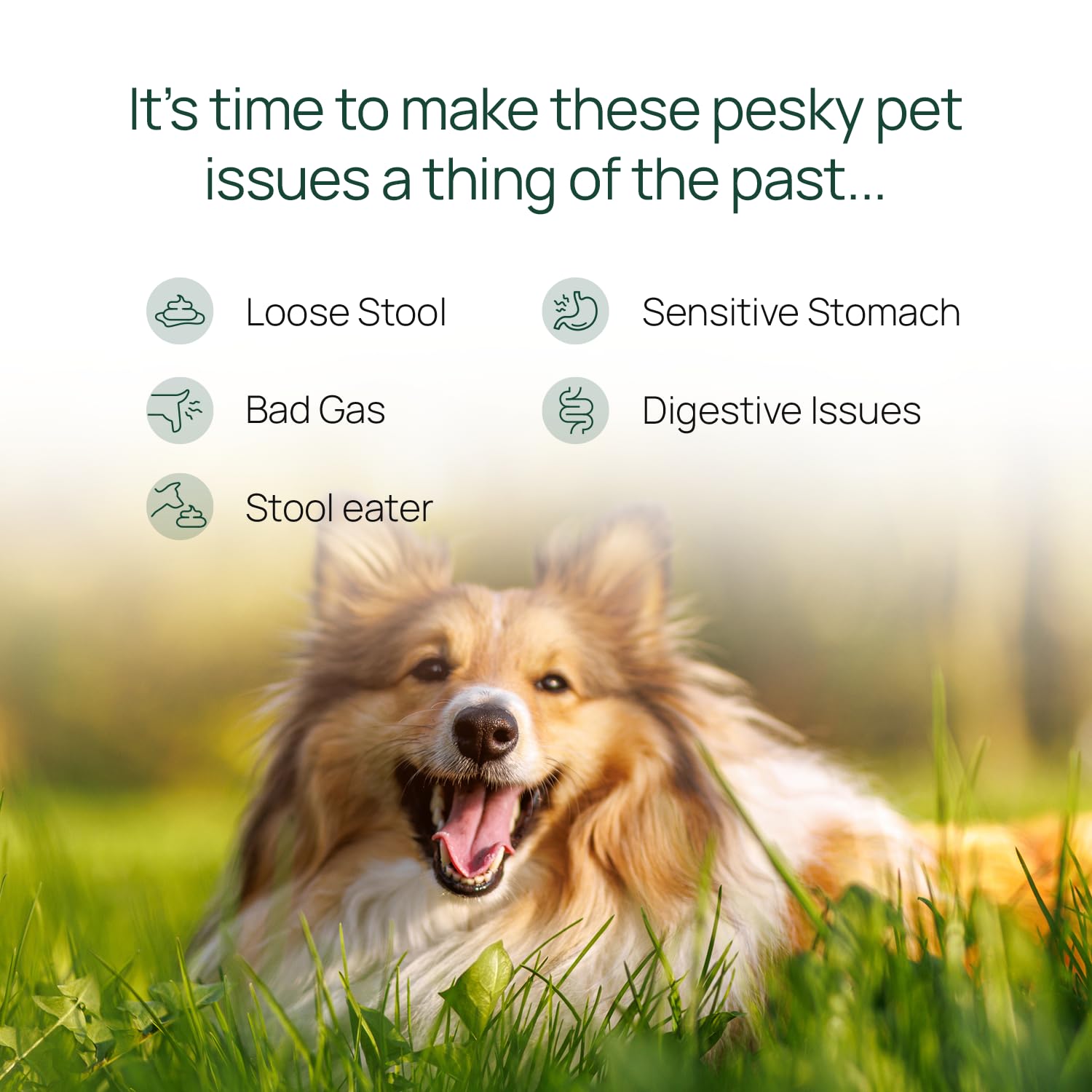 pawTree Gastro Pro Plus scoop with kibble showing easy meal mix for digestion.