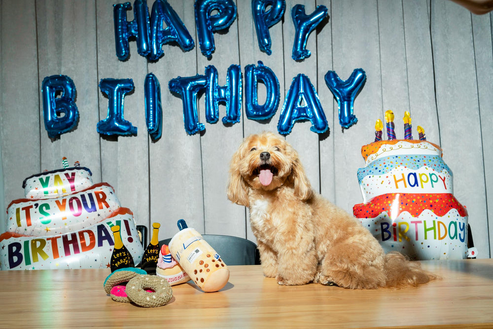 Pawty Birthday Bone toy ideal for small to medium dogs during birthday celebrations