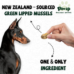PAWUP freeze-dried green-lipped mussels closeup showing natural texture and omega-3 benefits