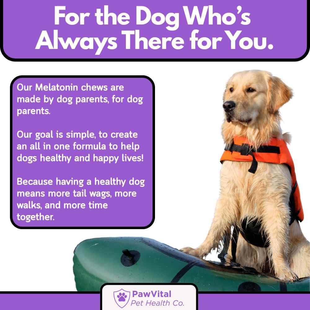 PawVital travel scene with chews highlights stress-free car rides.