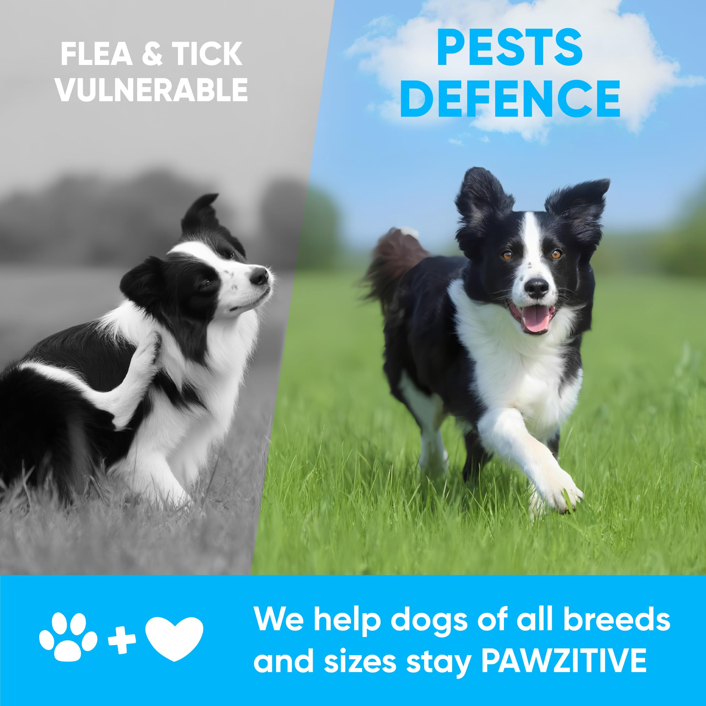Pawzitive Pets large-dog chew sized for bigger dogs.