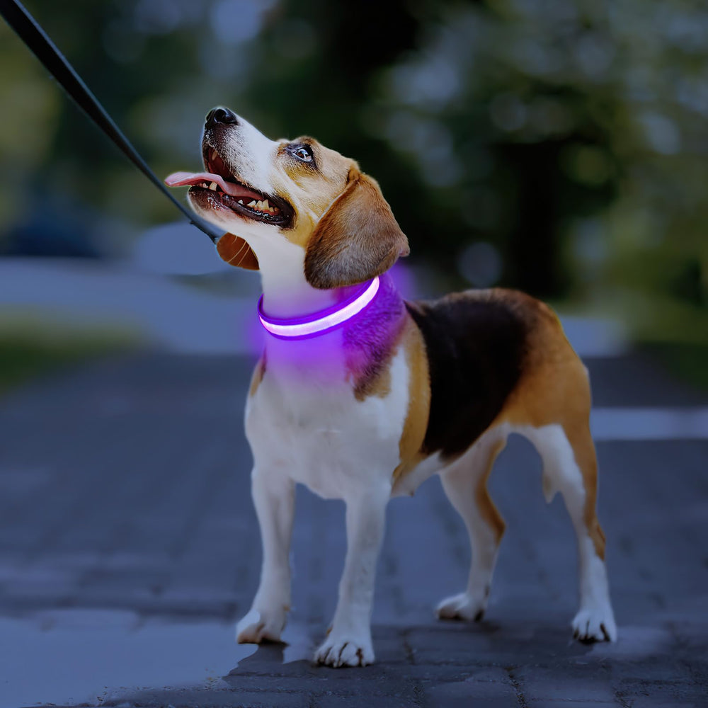 PcEoTllar adjustable dog collar fit demonstrating versatile sizing for all dogs in purple.