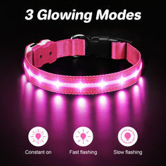 PcEoTllar light up dog collar on a dog during a nighttime walk emphasizing safety