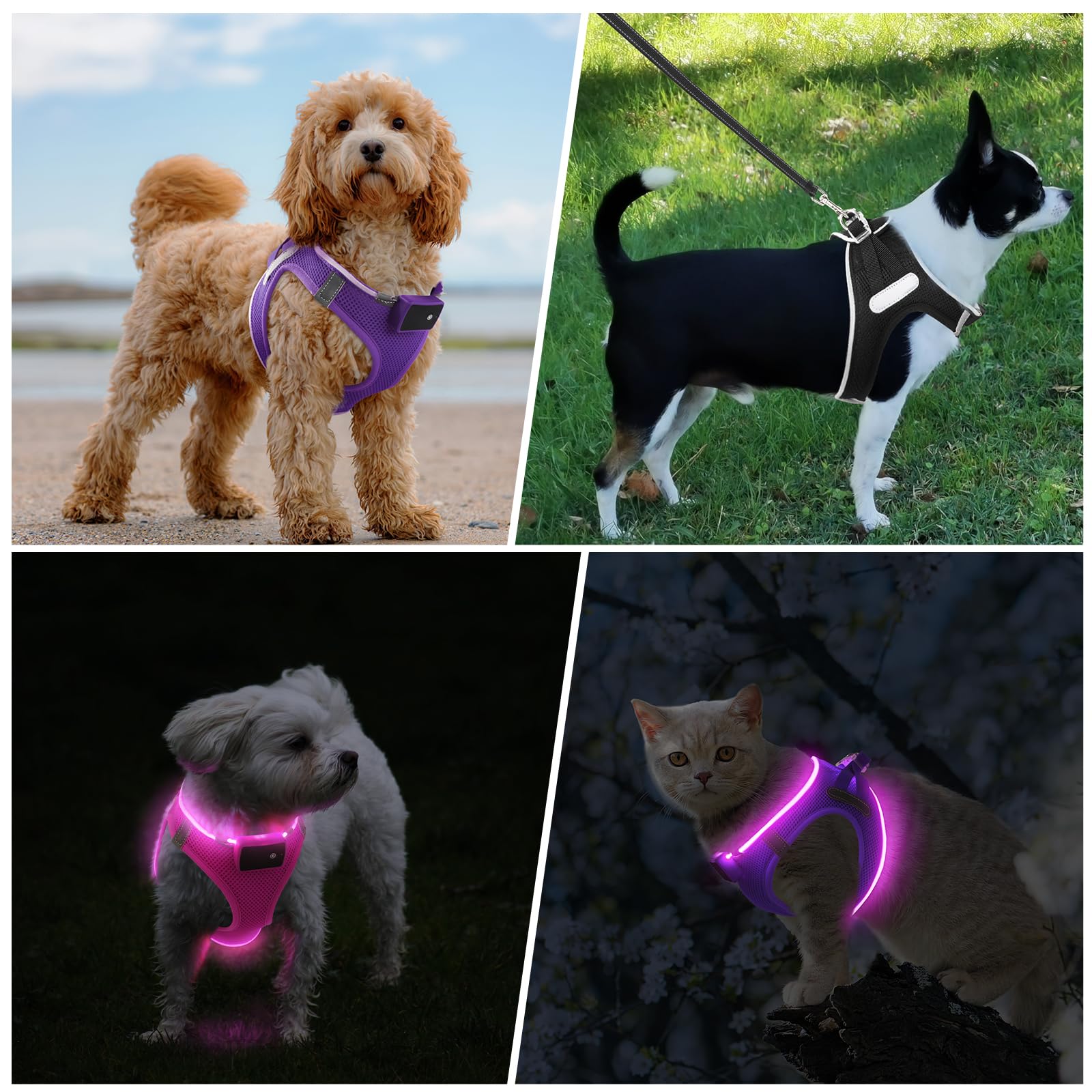 PcEoTllar light-up dog harness night-walking use demonstrates safety benefits