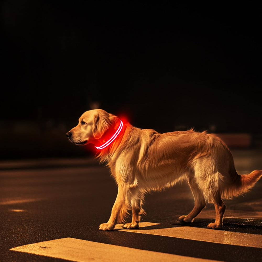 PcEoTllar color options boost visibility and style across breeds
