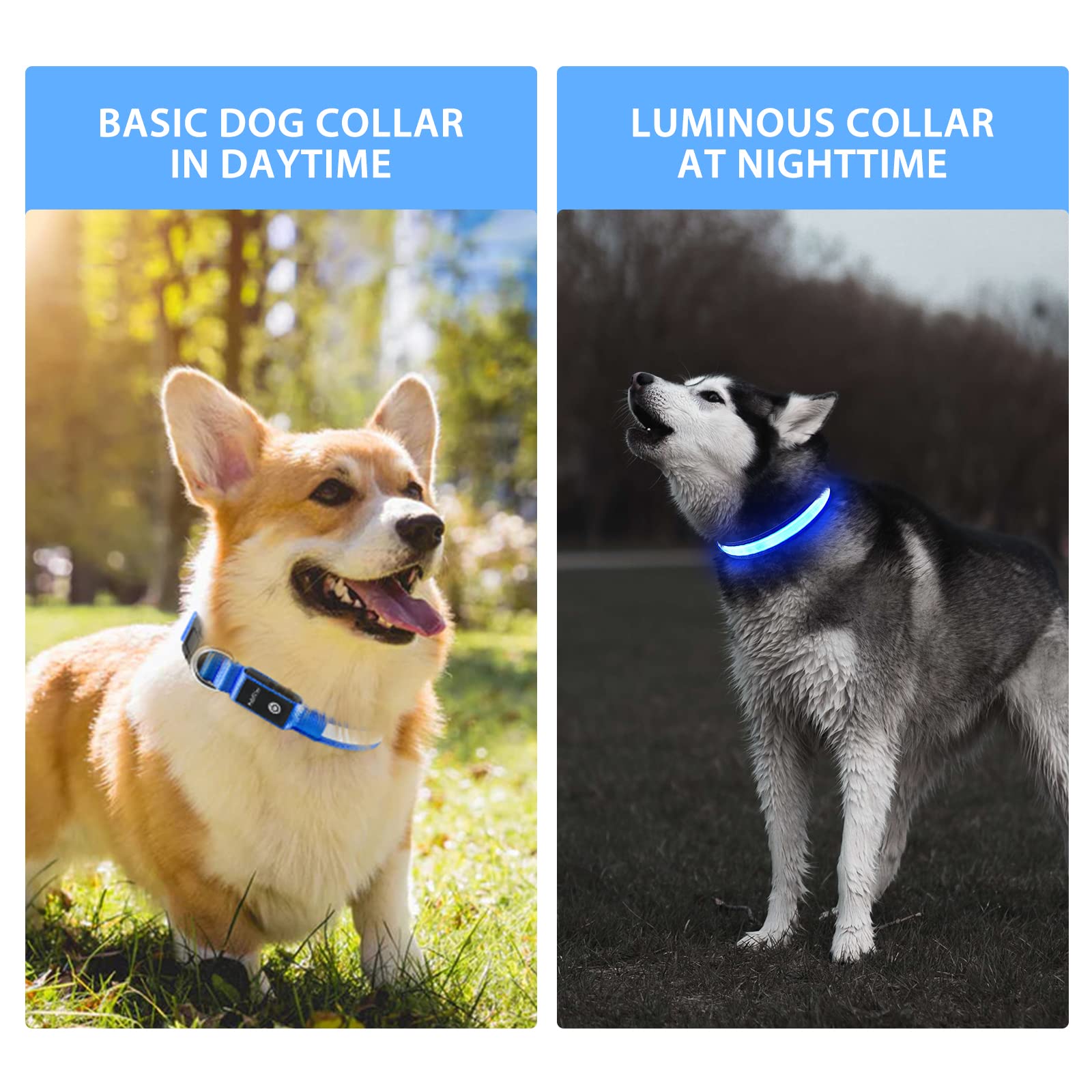 PcEoTllar night-walk visibility collar glowing to help spot your dog.