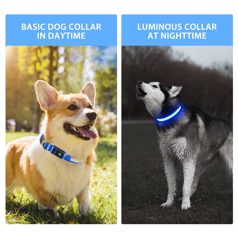 PcEoTllar night-walk visibility collar glowing to help spot your dog.