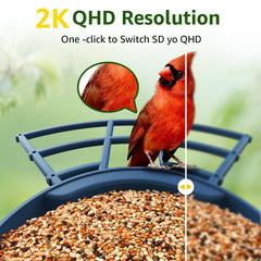 PeckCam AI Bird ID identifies 10000+ species for curious observers.
