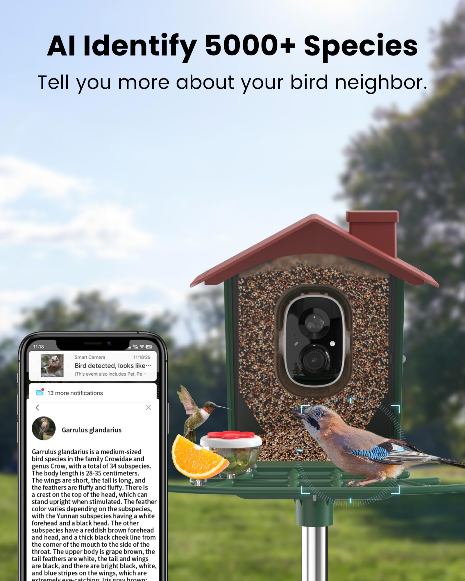 PEEIPM AI recognition window identifies species and behaviors for curious bird watchers.