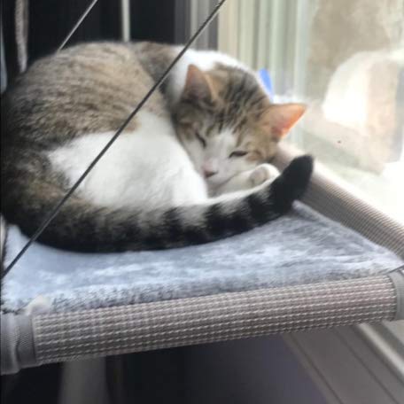 PEFUNY Cat Window Hammock suction cups demonstrate strong grip for stable lounging.