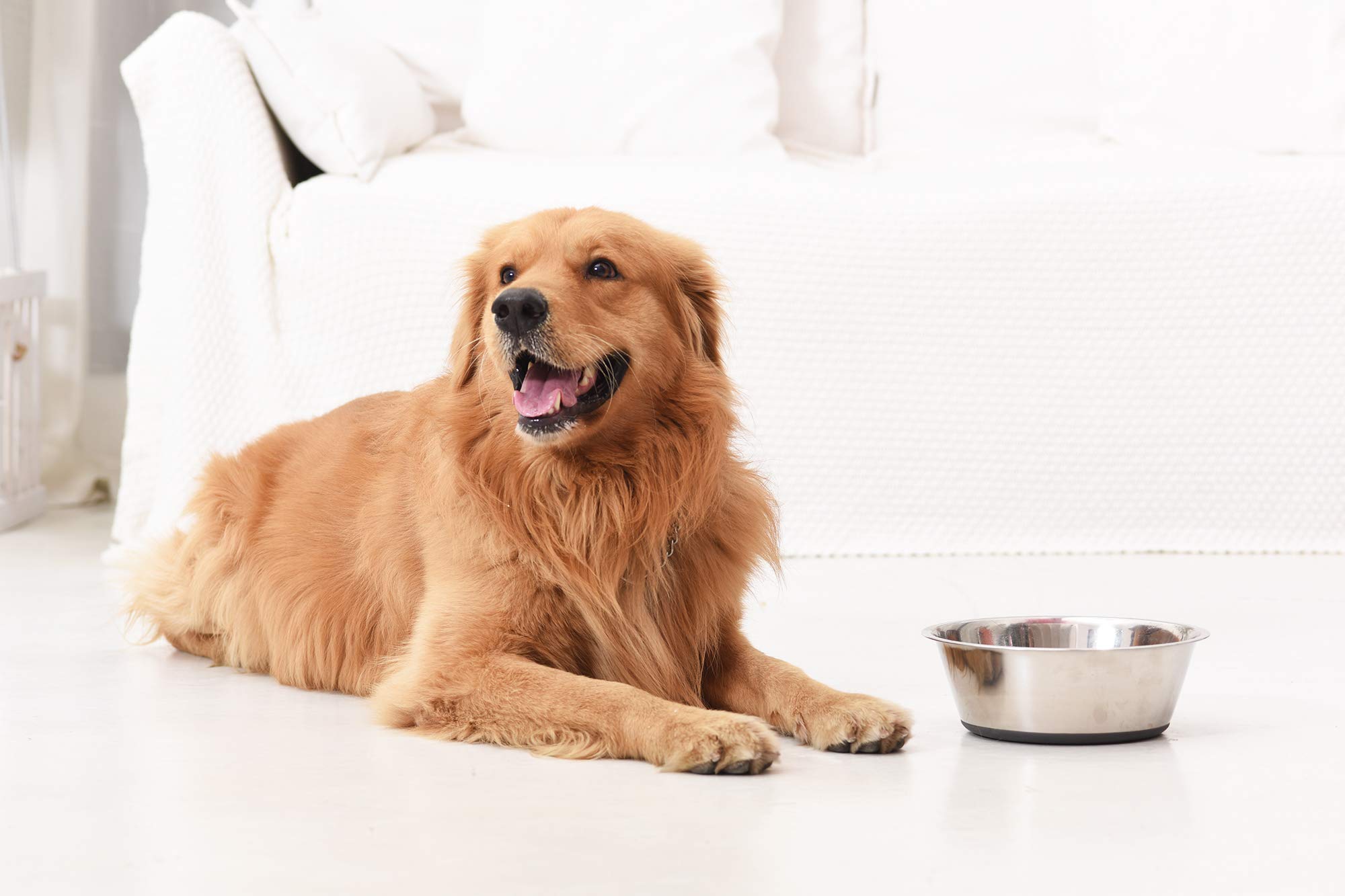 PEGGY11 6-cup option balances meals and water for medium dogs.