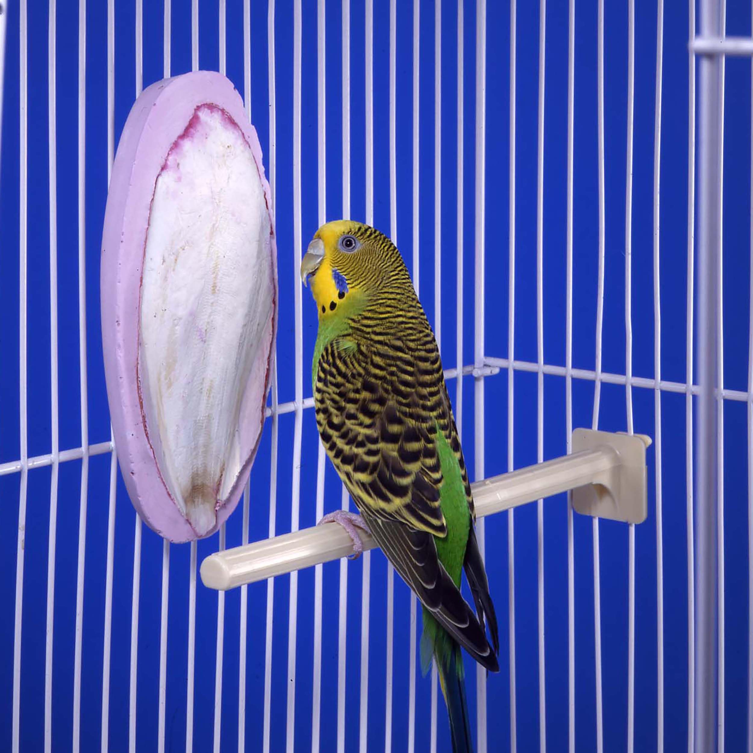 Penn-Plax Bird-Life block in use by a bird showcases potential beak conditioning through chewing.