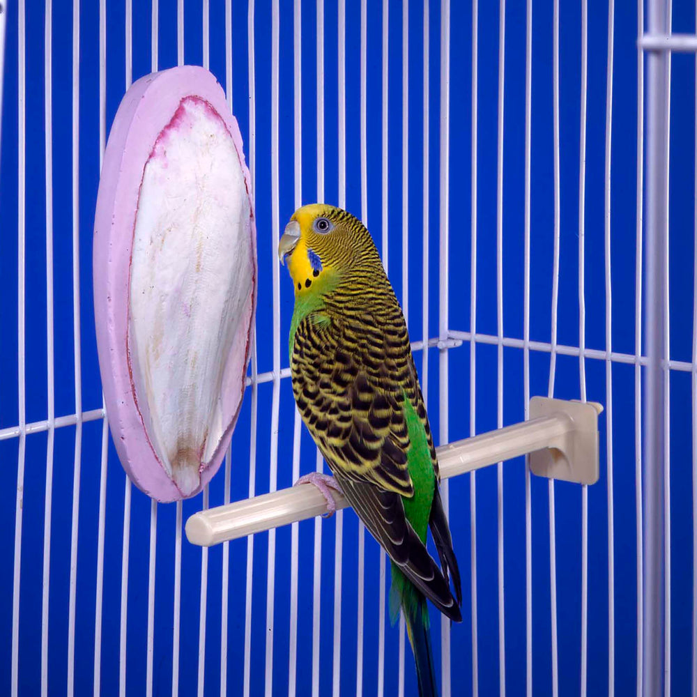 Penn-Plax Bird-Life block in use by a bird showcases potential beak conditioning through chewing.