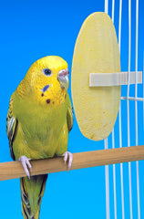 Penn-Plax Bird-Life E Cuttlebone mango banana supports energy and beak health for daily activity.