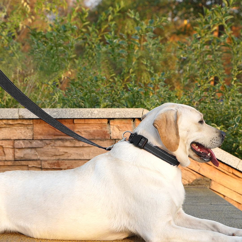 PenSeepet reflective night-walk leash improves evening visibility.