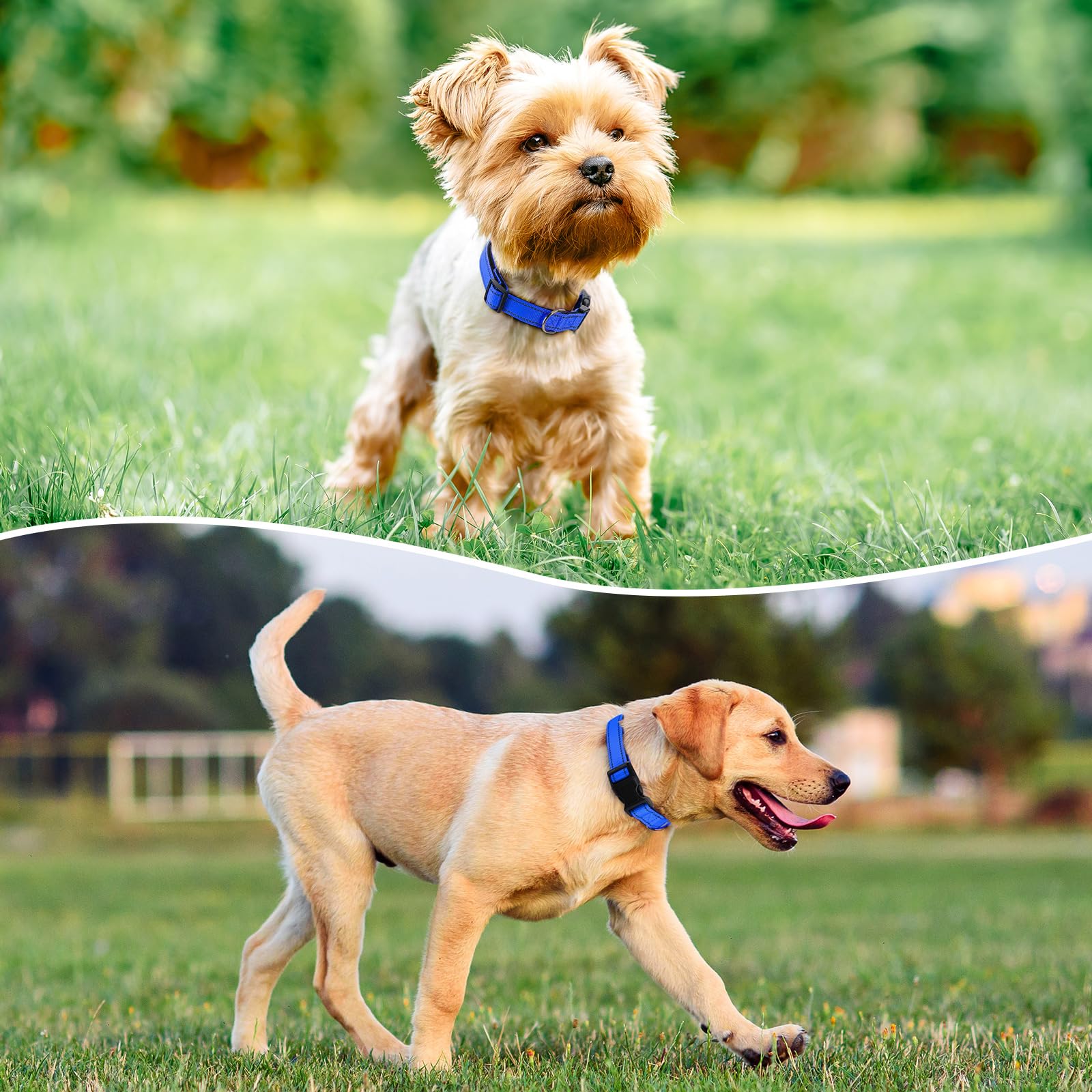 penseepet reflective dog collar padded neoprene for comfort on long walks