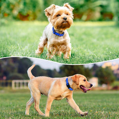 penseepet reflective dog collar padded neoprene for comfort on long walks
