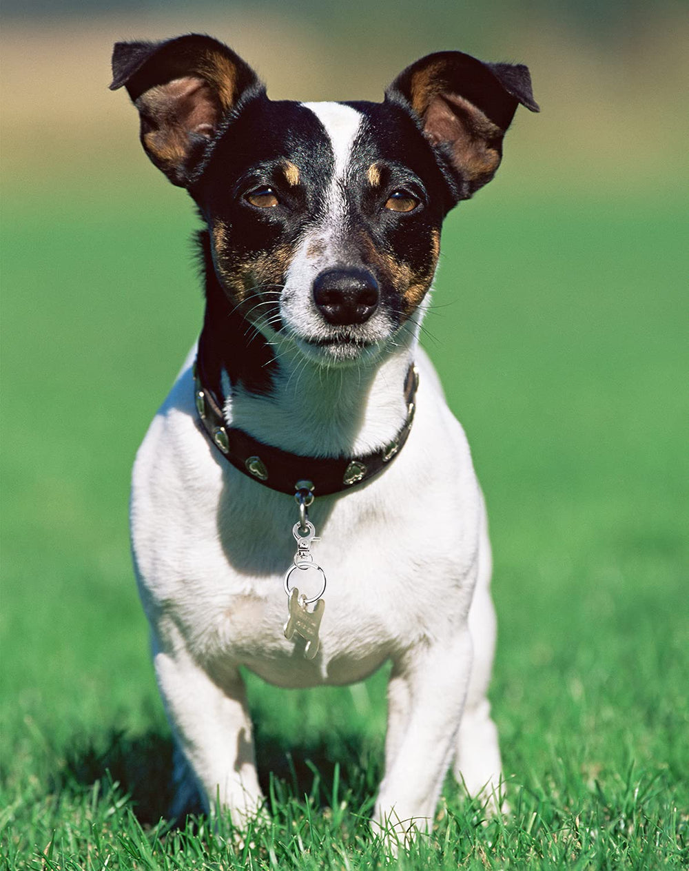 PENTA ANGEL dog tag clips in use during walk showing reliable security