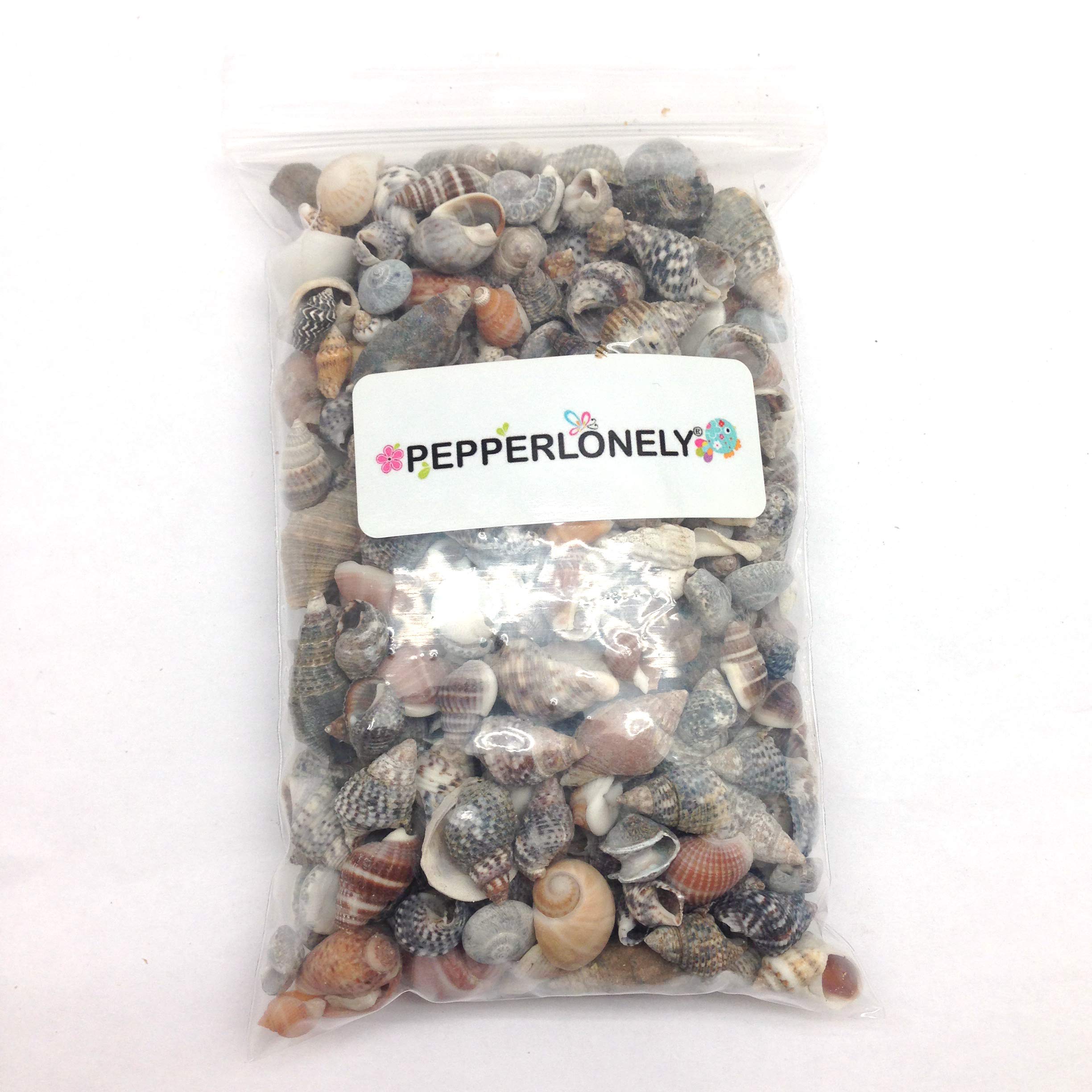 PEPPERLONELY Indian Ocean shells detail 4-sizes for resin art and mosaics.