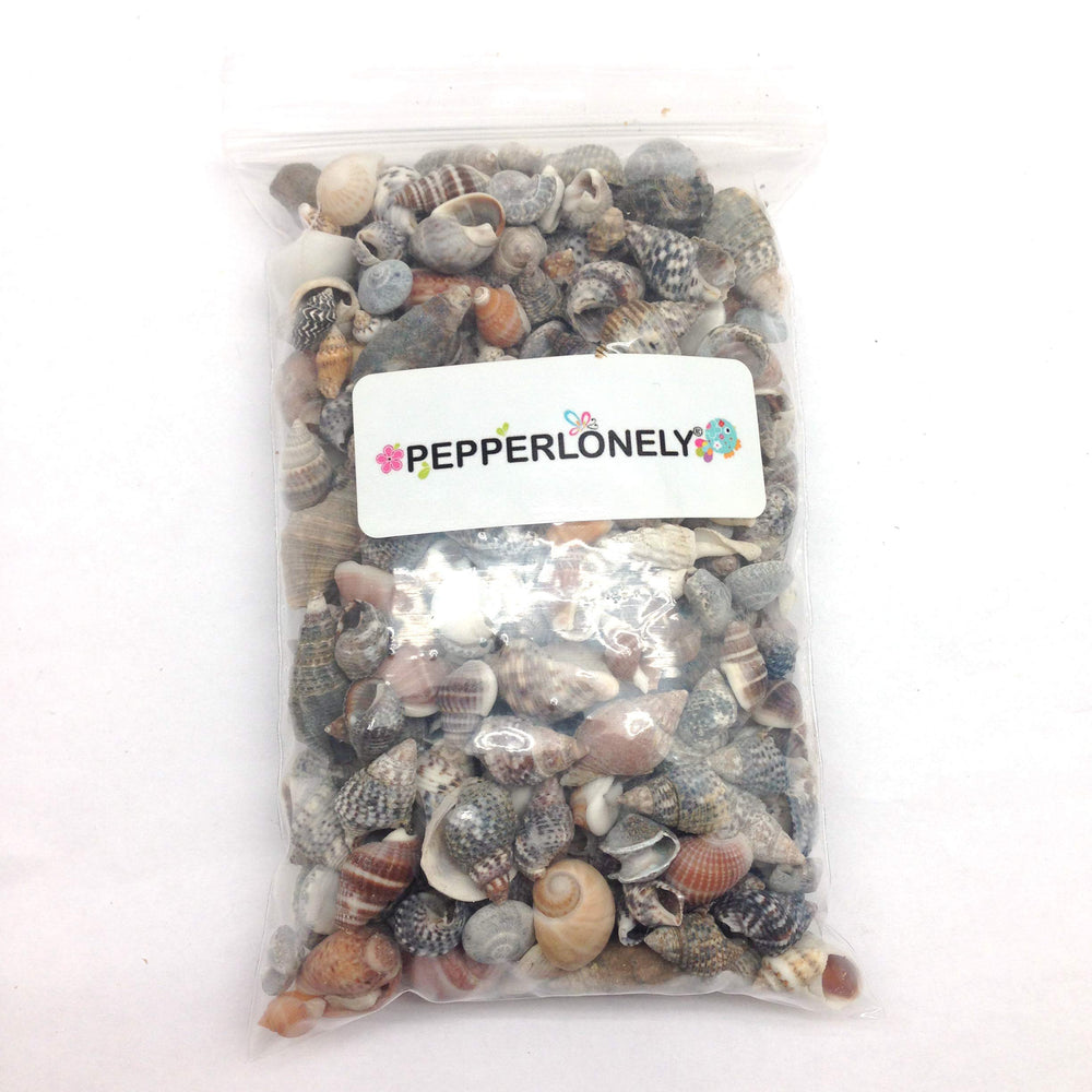 PEPPERLONELY Indian Ocean shells detail 4-sizes for resin art and mosaics.