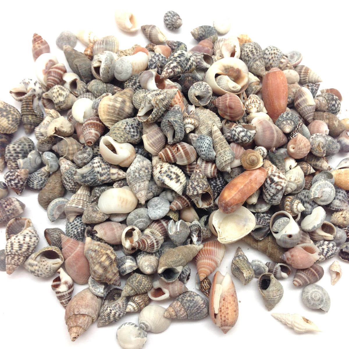 PEPPERLONELY Indian Ocean small shells pack shot for coastal crafts and decor.