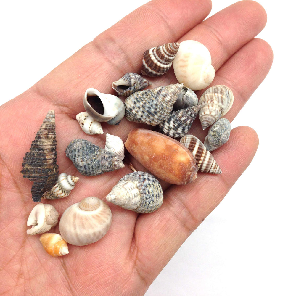 PEPPERLONELY small shells mixed closeup shows sizes from 1/4 to 1 inch for crafts.