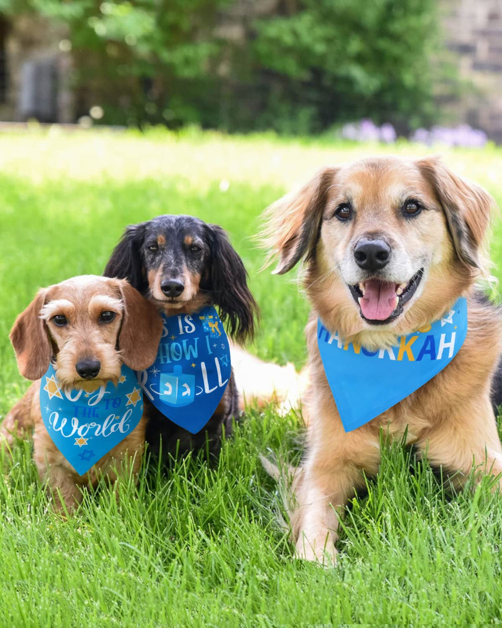 Percozzi Hanukkah bandanas pack collection ready for gifting and outfits.
