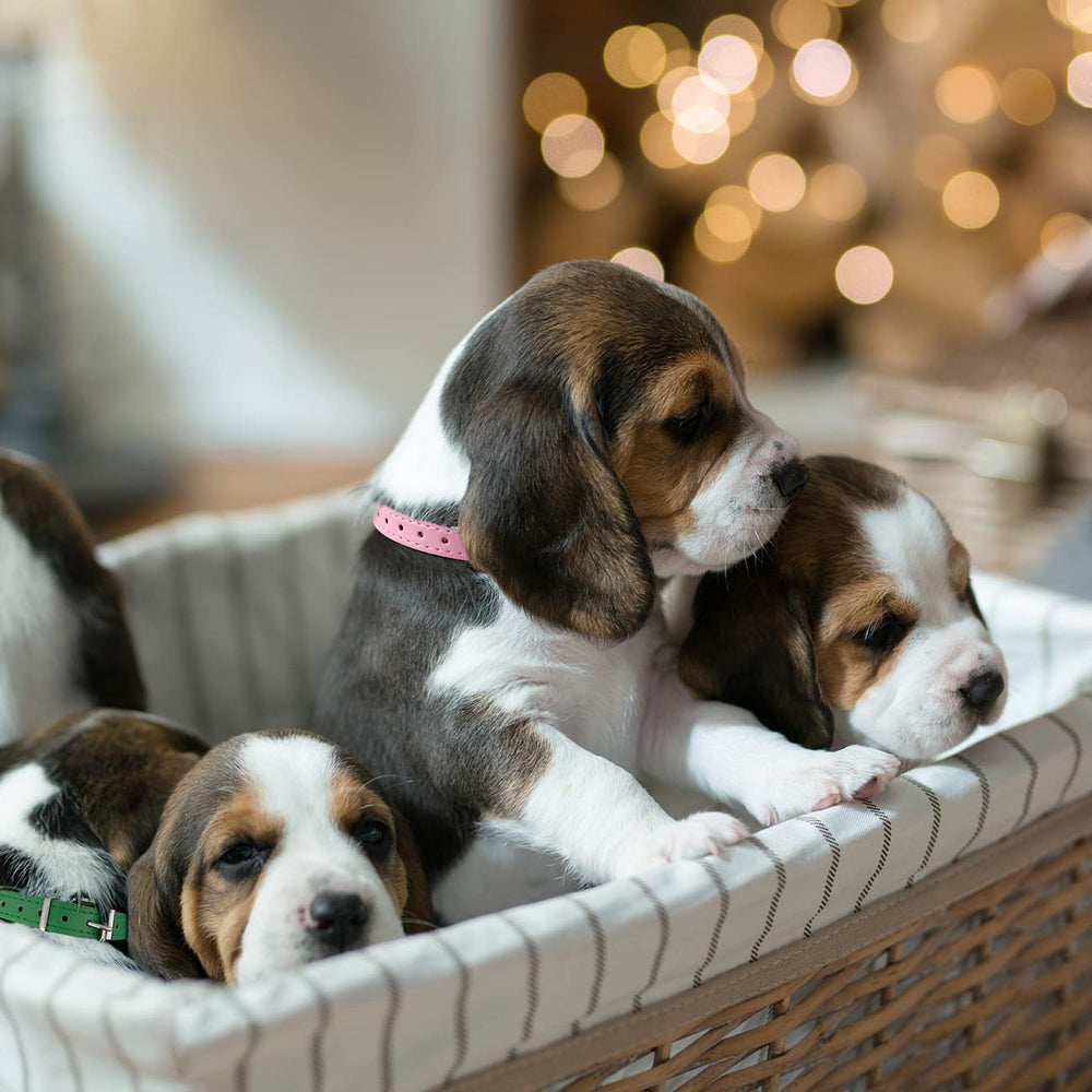 Periflowin durable collar care guide and maintenance tips