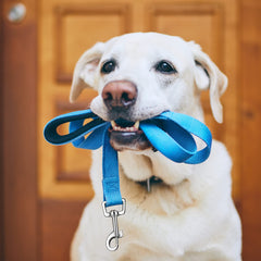 Perthlin nylon-durable leash showcases high-density webbing for long-lasting daily use