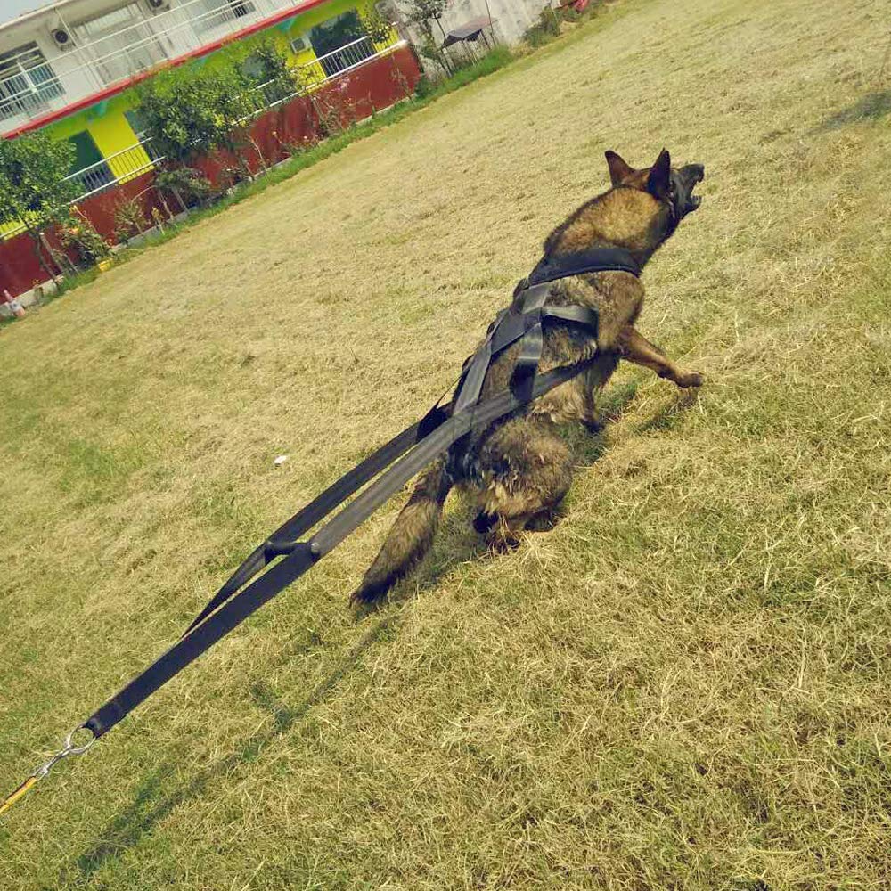 PET ARTIST durable stitching harness built to last through long sessions