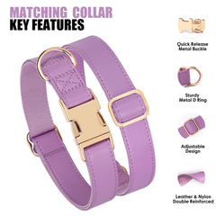 PET ARTIST matching collar and leash set elevates your dog's park or event looks.