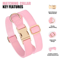 PET ARTIST matching dog collar and leash set shown during park walk