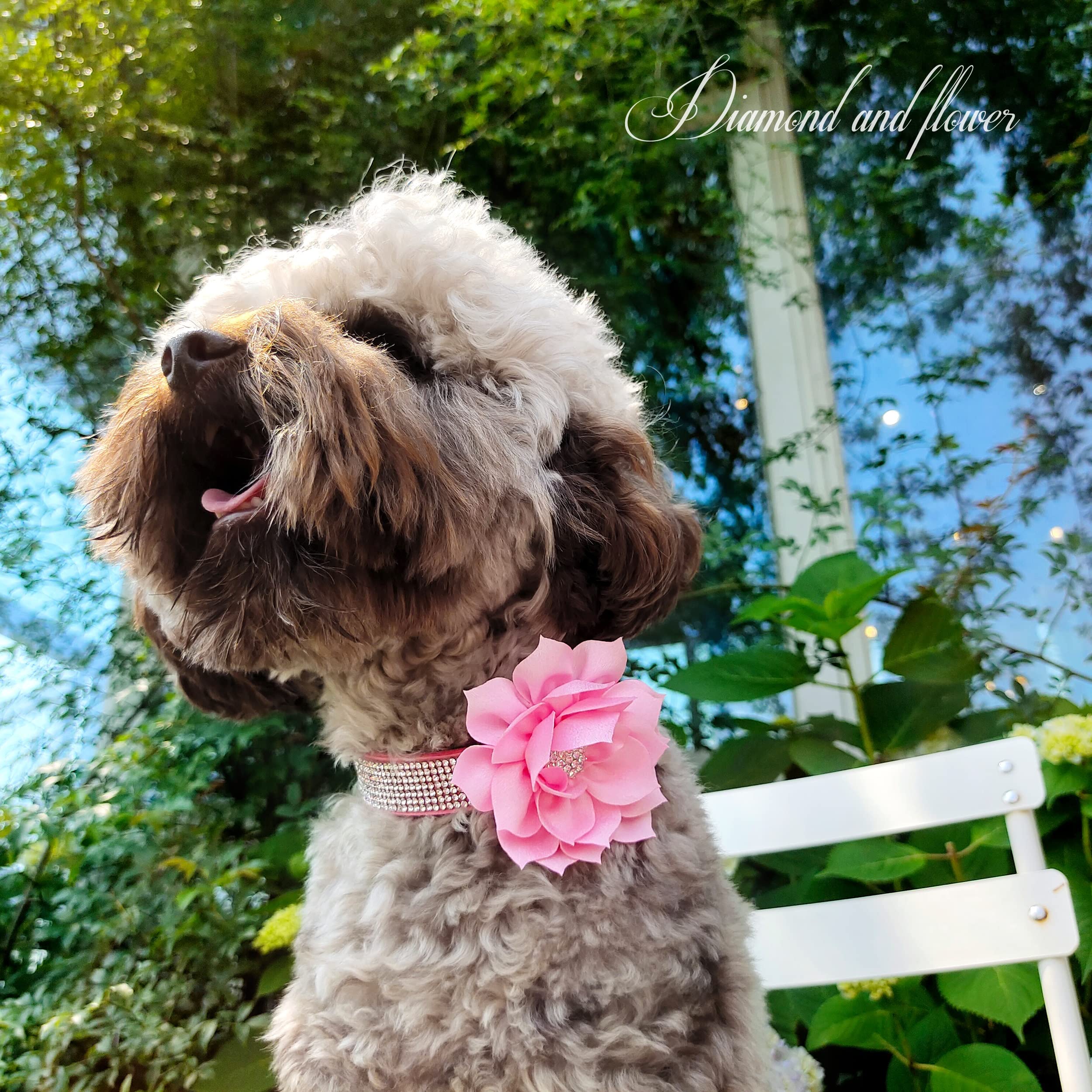 PET ARTIST pink suede collar highlighting chic color and comfort