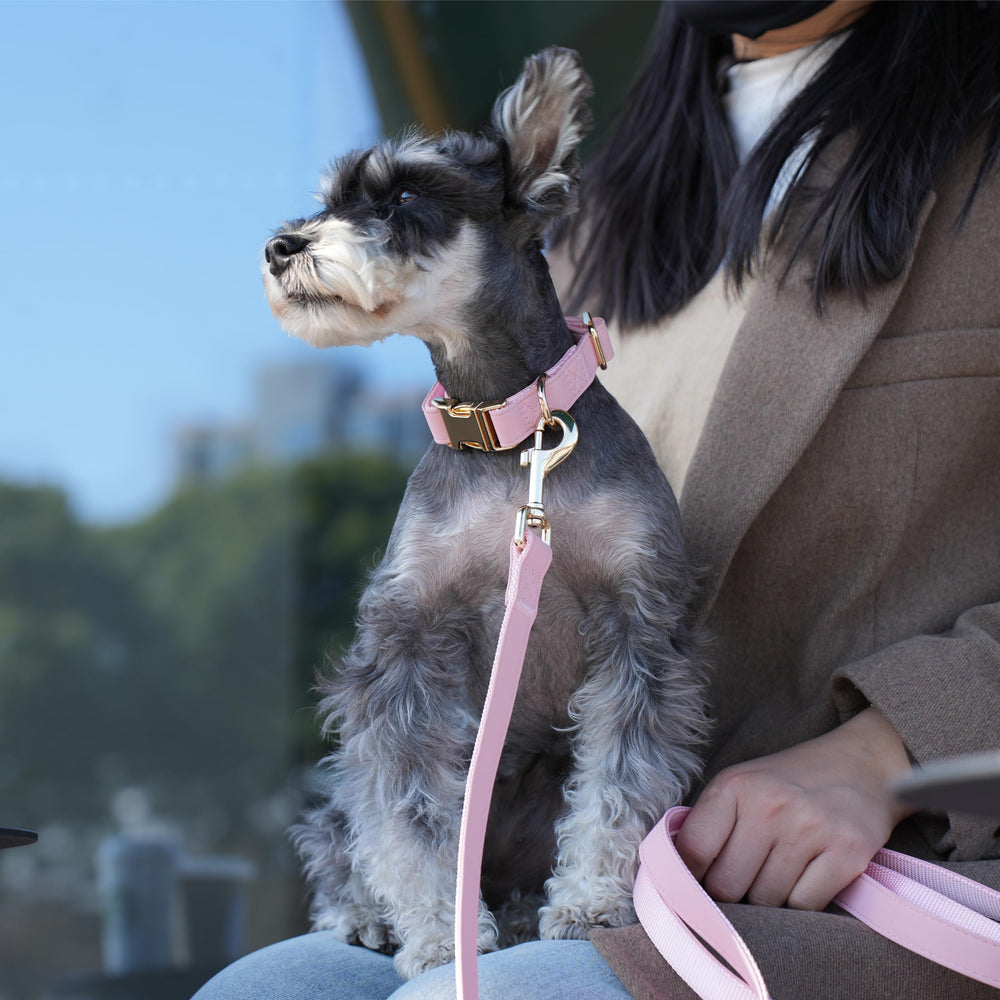 PET ARTIST quick-release metal buckle detail ready for easy on/off during outings