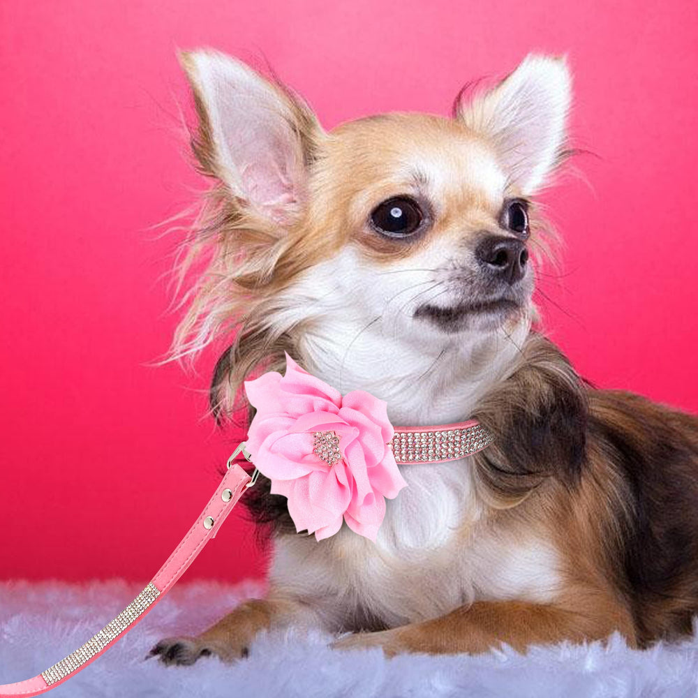 PET ARTIST dog being walked in a stylish suede collar