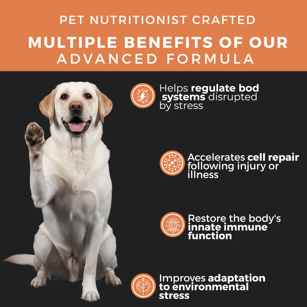 Pet Chef Nutrition cordyceps-mushroom for dogs supports vitality