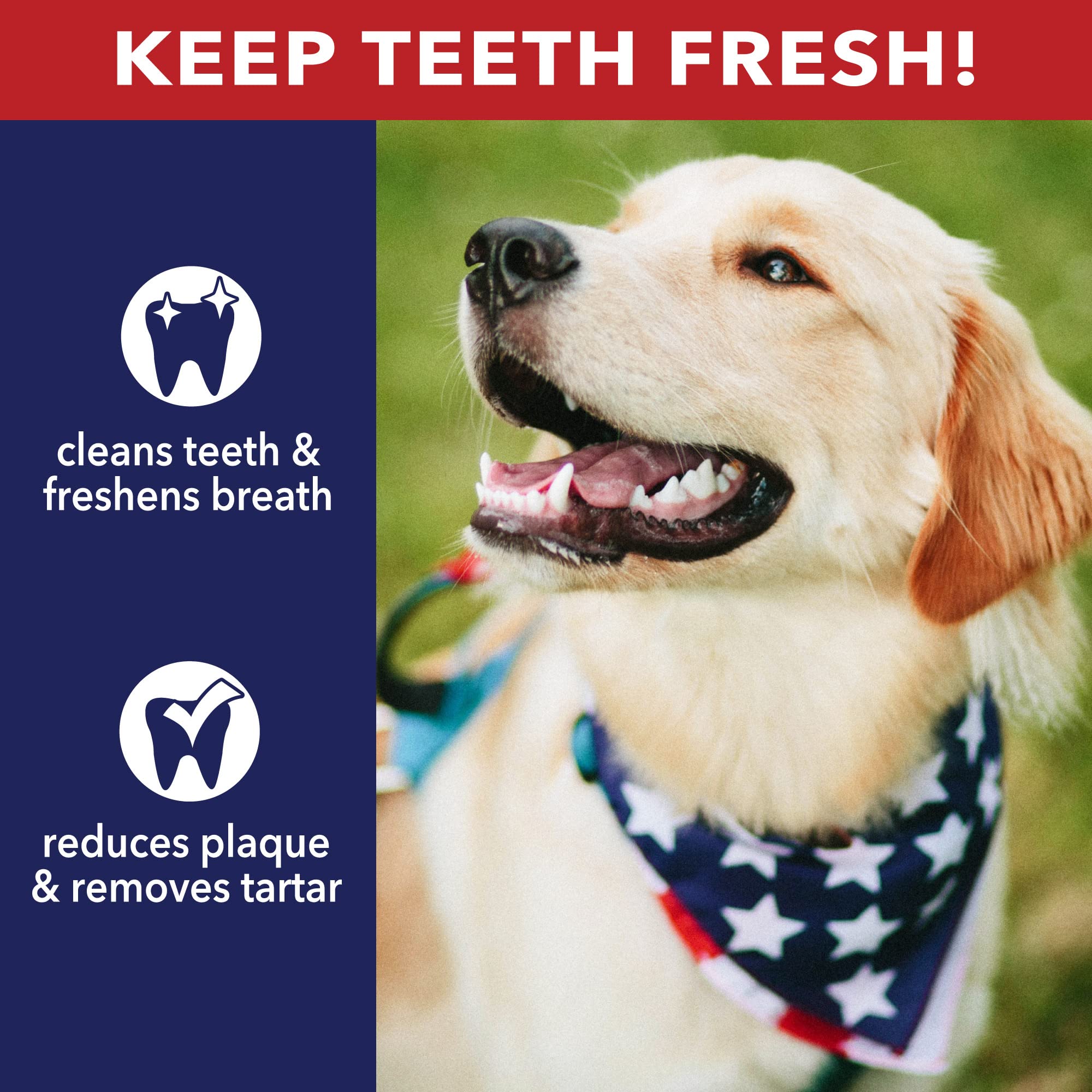 Pet Factory American Beefhide bone demonstrates dental-friendly chewing