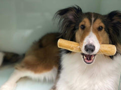Pet Full House WoofWood medium chew stick supports durable chewing and oral hygiene.