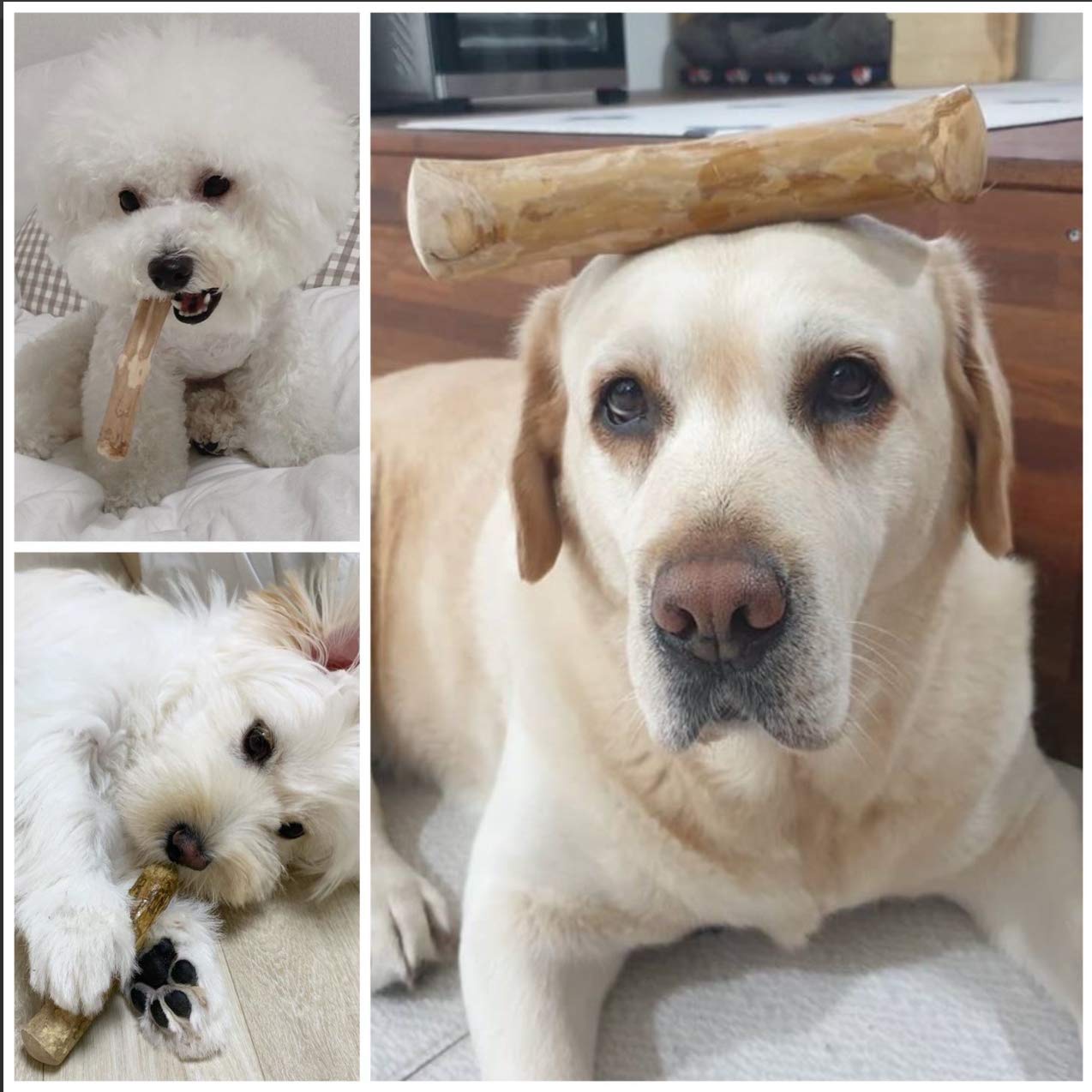 Pet Full House WoofWood dog chewing action demonstrates long-lasting durability.