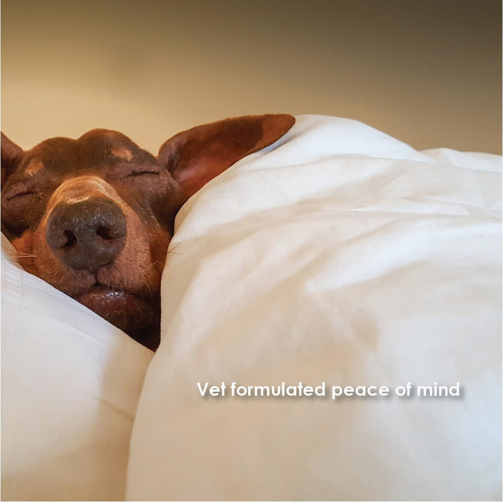 Dog on travel with relaxed expression after Tranquil-Chews dose