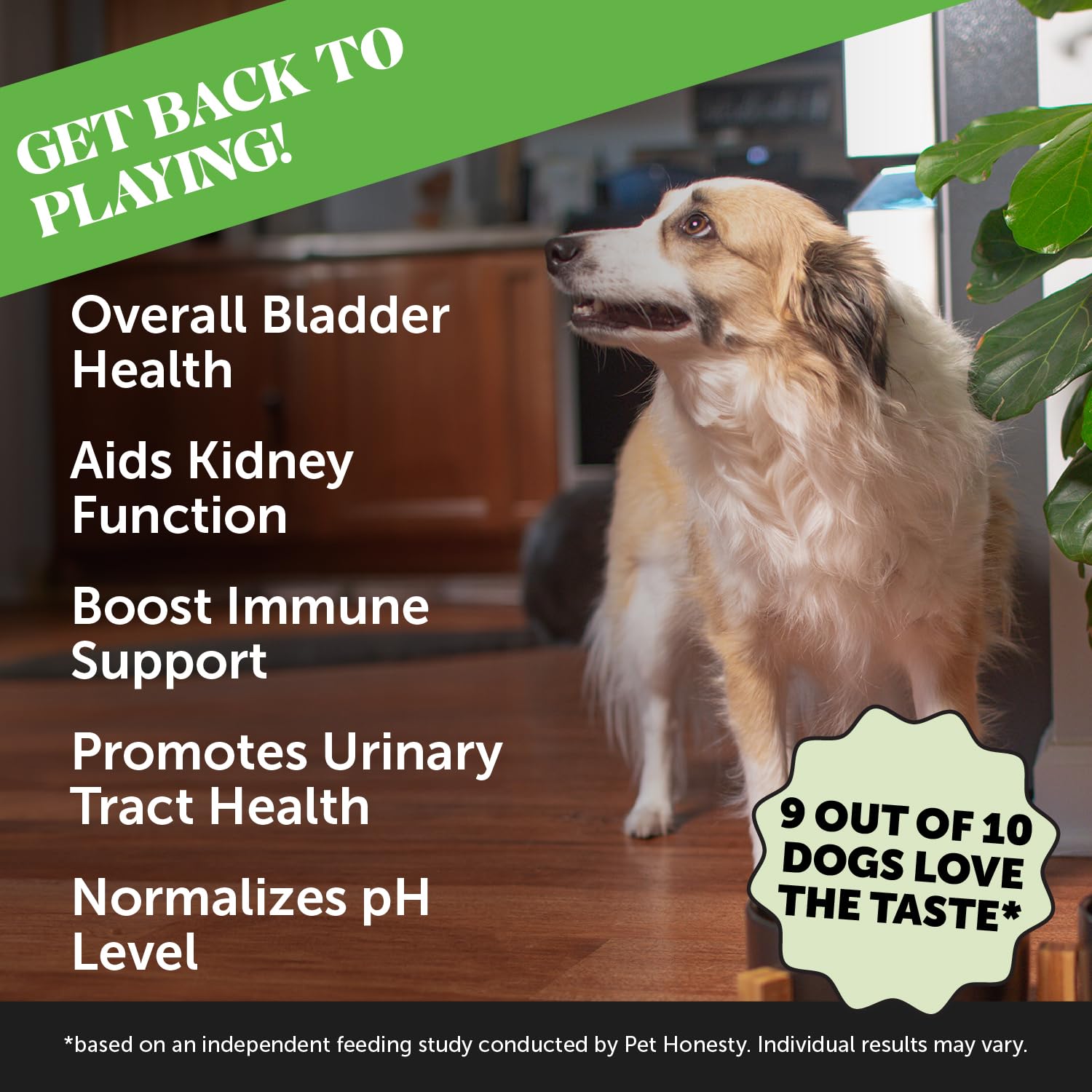 Pet Honesty Cranberry Bladder Health chews dog snack closeup highlights urinary wellness flavor